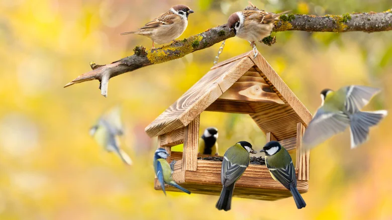 The Cutest Backyard Bird Village To Try For Yourself