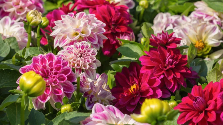 The Dahlia Growing Technique That Will Give You More Variety And Beauty