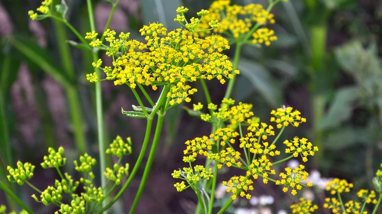 The Dangerous Plant You’ll Want To Stay Far Away From