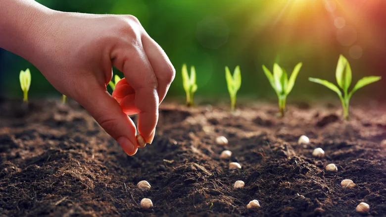 The Decades-Old Keyhole Garden Trend Is Regaining Popularity – Here’s How To Build One
