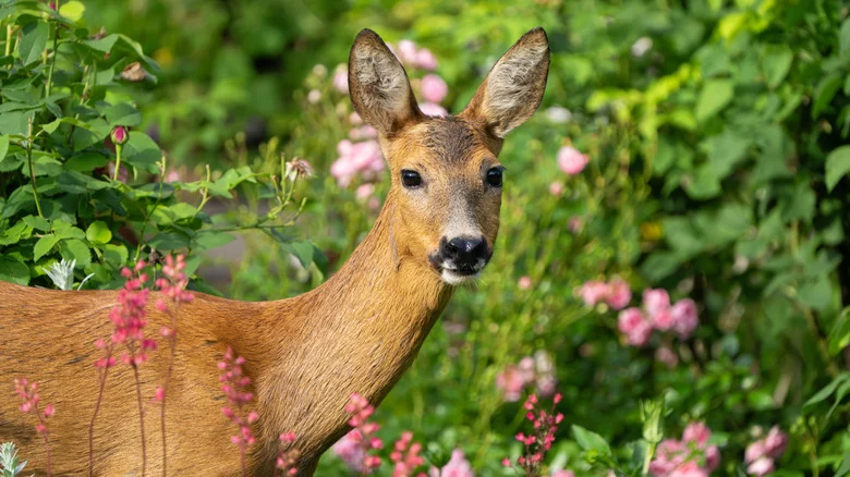 The Deer-Resistant Fern Variety That Makes An Excellent Ground Cover