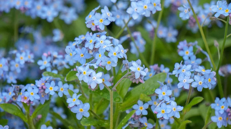 The Delicate Blue Flowering Plant That Will Grow In Damp Soil