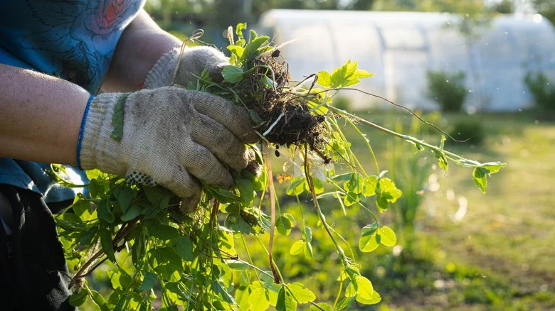 The Delicate Flowering Plant That Can Help Block Out Weeds In Your Garden