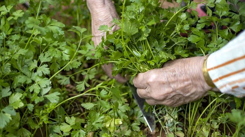 The Delicious Crop That Will Thrive Alongside Parsley In The Garden