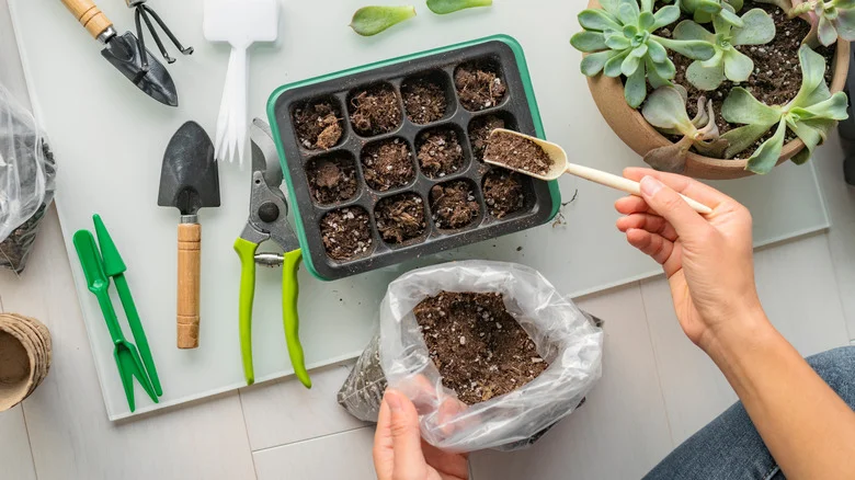 The Delicious Dessert The Internet Loves As A Seed Starter (And Why You Should Avoid It)