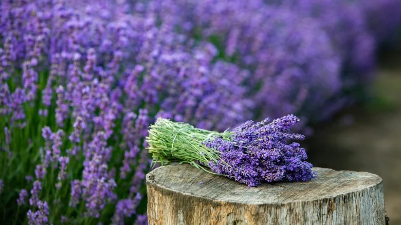 The Delicious Fruit You Should Start Growing Alongside Lavender In The Garden