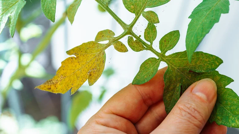 The Delicious Herb That Can Act As A Natural Pest Repellent For Tomato Plants