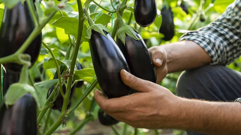 The Delicious Herb That’ll Help The Eggplant In Your Vegetable Garden Thrive