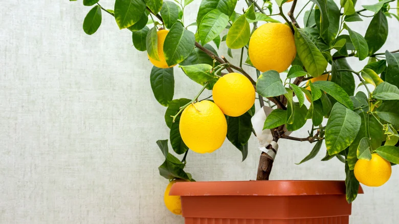 The Delicious Lemon Variety You Can Grow In Small Gardens