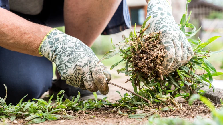 The Difference Between Annual, Biennial, And Perennial Weeds (& Why It Matters So Much)