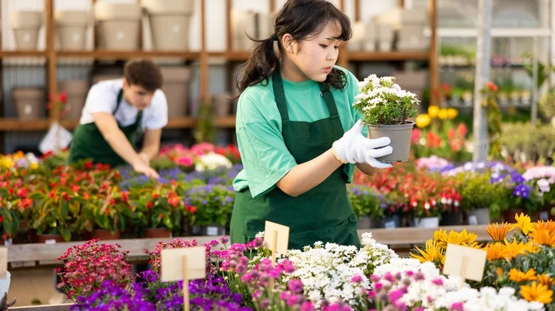 The Difference Between Sweet Alyssum & Candytuft (& Which Is Best To Grow)