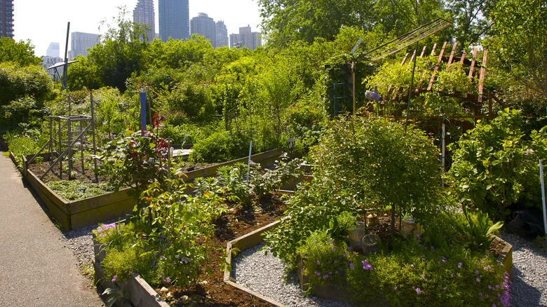 The Disadvantages Of Growing Larkspur And Beets Together (& Better Plant Alternatives)