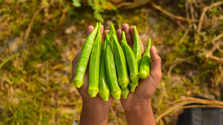 The Disadvantages Of Growing These 9 Plants Near Okra