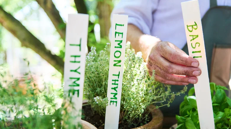 The Disadvantages Of Planting Thyme And Basil Together In The Garden