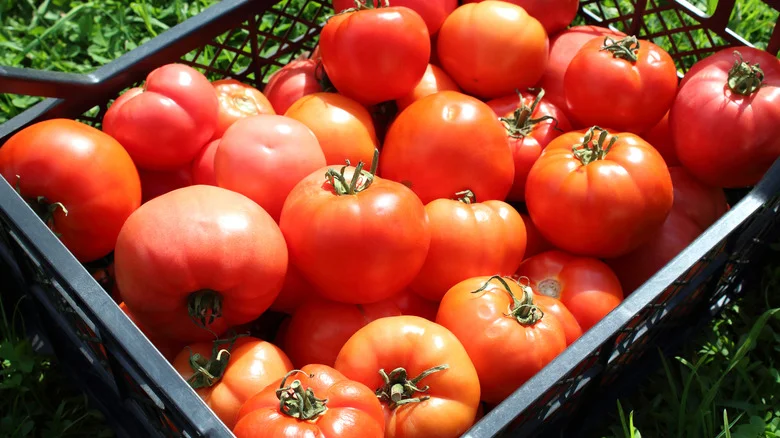 The Disease-Resistant Tomato Variety That’s Worth Growing In Your Garden