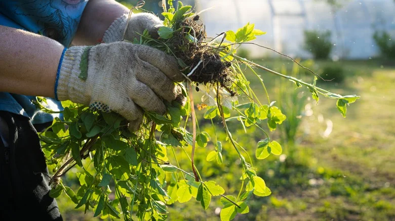 The DIY Fertilizer Teas You Can Make To Nourish Your Garden