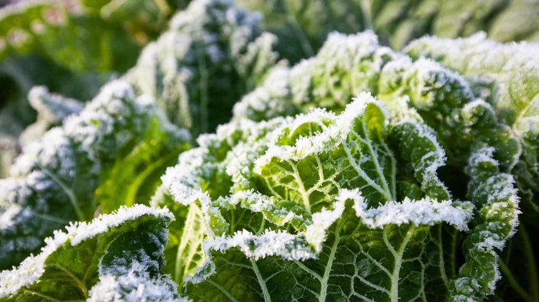 The DIY Frost Cover That Adjusts To All Of Your Gardening Needs
