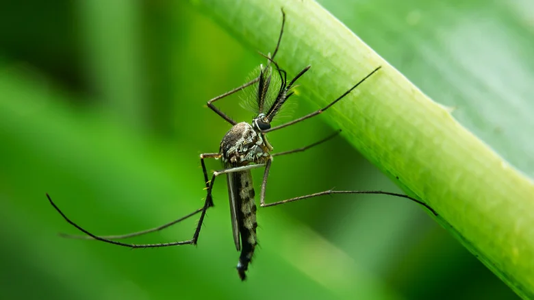 The DIY Mosquito Remedy Our Expert Doesn’t Recommend (& What To Try Instead)