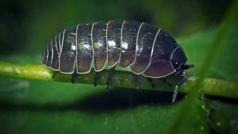 The DIY Solution People Use To Kill Roly-Polies (& Does It Work?)