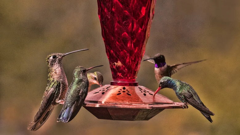 The Dollar Tree DIY To Keep Hummingbirds From Fighting At Your Feeders
