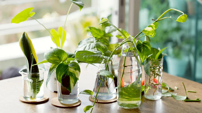 The Dollar Tree Garden Find TikTok Swears By For Easy Propagation