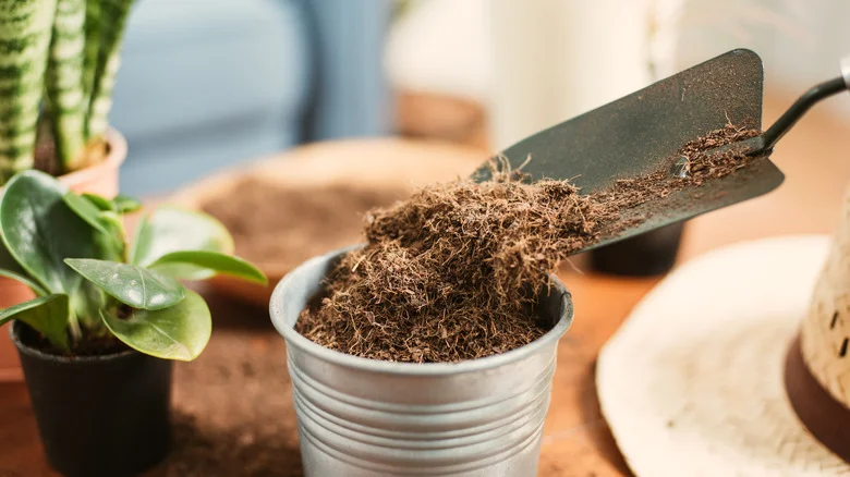 The Dollar Tree Soil Alternative TikTok Can’t Stop Raving About