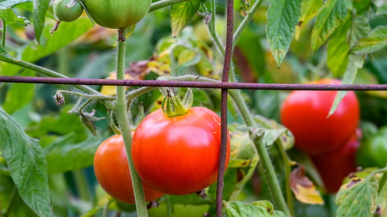 The Dollar Tree Trellis Hack That’ll Encourage More Birds To Flock To Your Yard