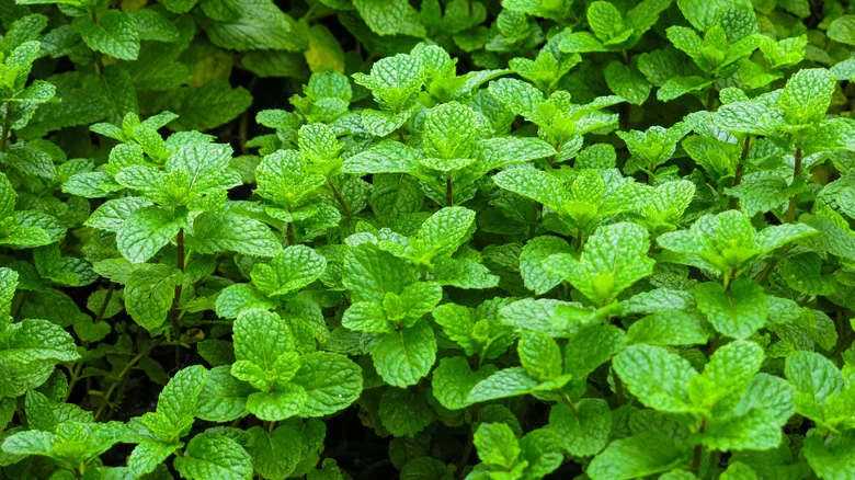 The Downside Of Growing Mint In Containers You Didn’t Even Consider