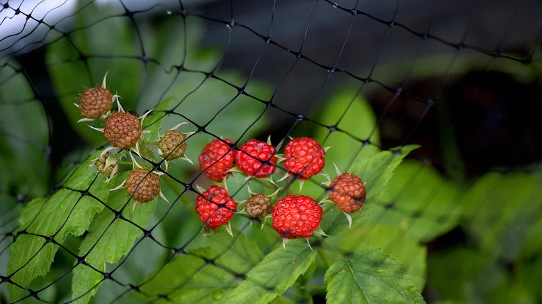 The Downside Of Using Netting To Protect Your Garden