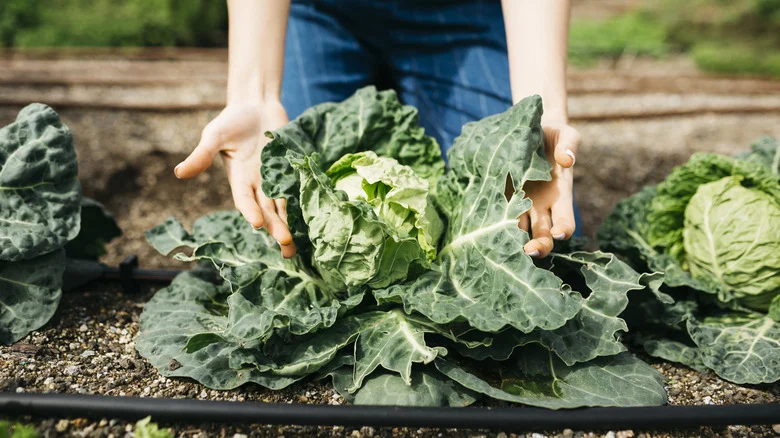 The Downside To Planting Cabbage Next To Basil That You Should Consider