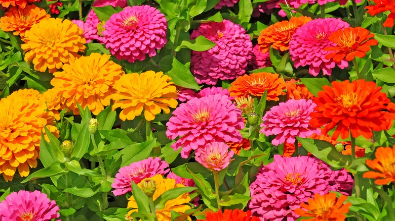The Downside To Planting Too Many Zinnias That’s Causing More Harm Than Good