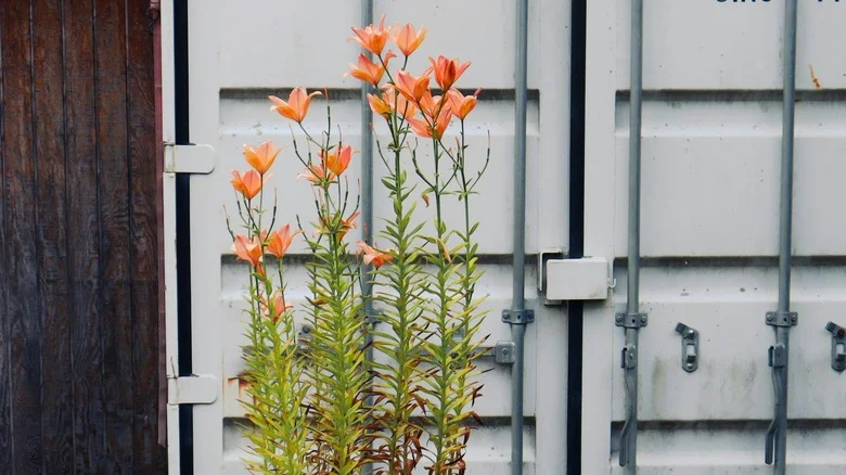 The Downsides Of Growing Tiger Lily Flowers In Your Garden
