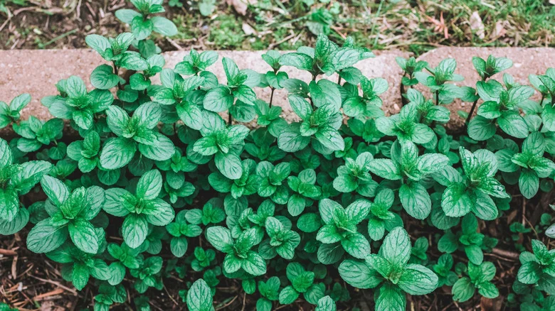 The Downsides To Growing Mint That You Should Be Aware Of