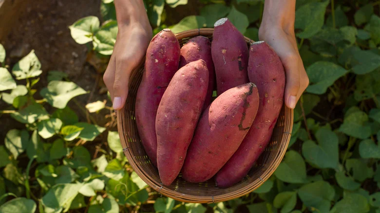 The Downsides To Growing Sweet Potatoes In Your Garden