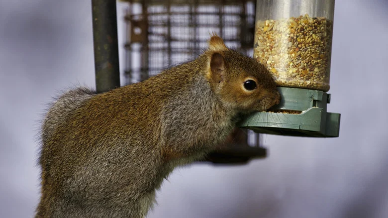 The Downsides To Squirrel-Proof Bird Feeders You’ll Wish You Knew Before Buying