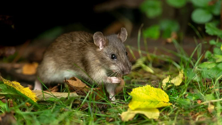 The Drought-Tolerant Plant That’s Said To Send Mice Running From Your Garden