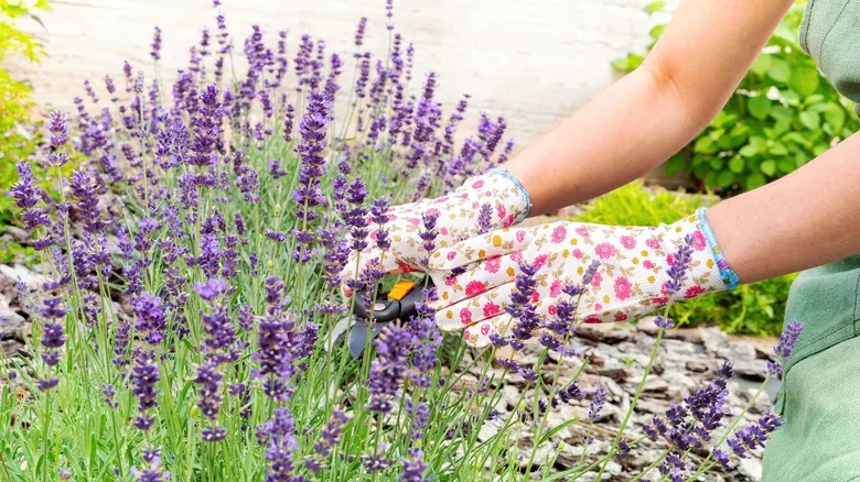 The Earthy Herb You’ll Want To Plant Next To Lavender In The Garden