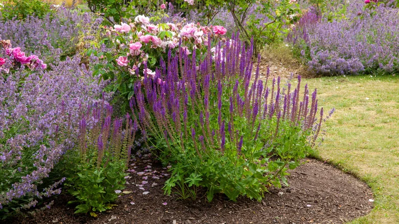 The Easiest And Most Affordable Way To Make A Perennial Border In Your Garden