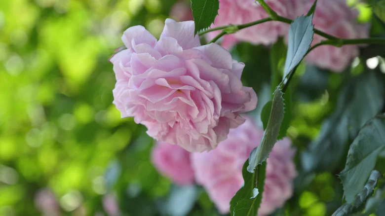 The Easiest Roses To Grow That Will Give Your Garden A Low-Maintenance Upgrade