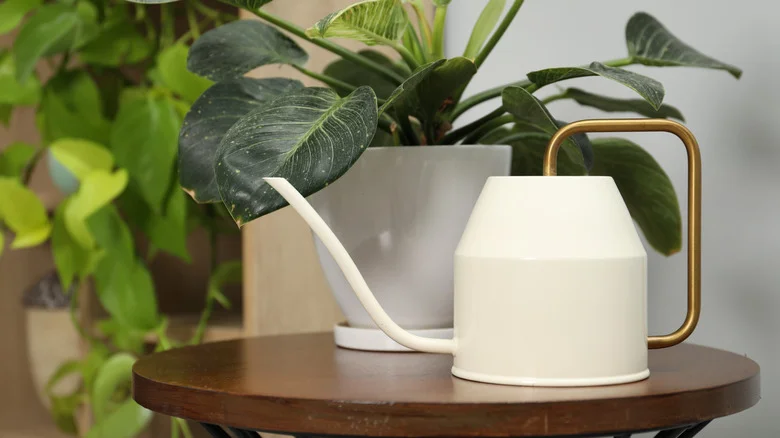 The Easiest Way To Bottom Water Plants Is Hiding In Your Bathroom