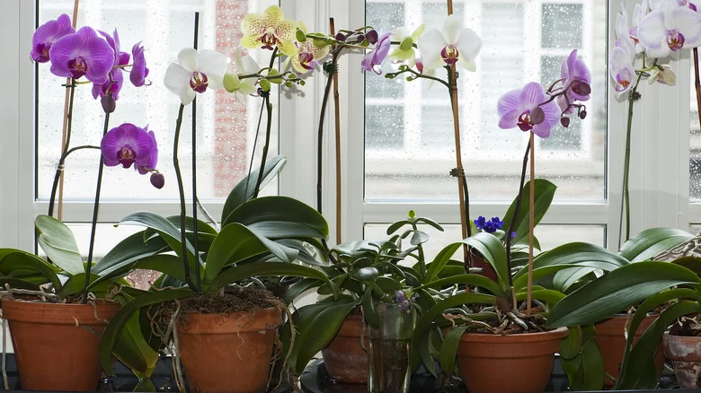 The Easiest Way To Prevent Hungry Roaches From Eating Your Orchids