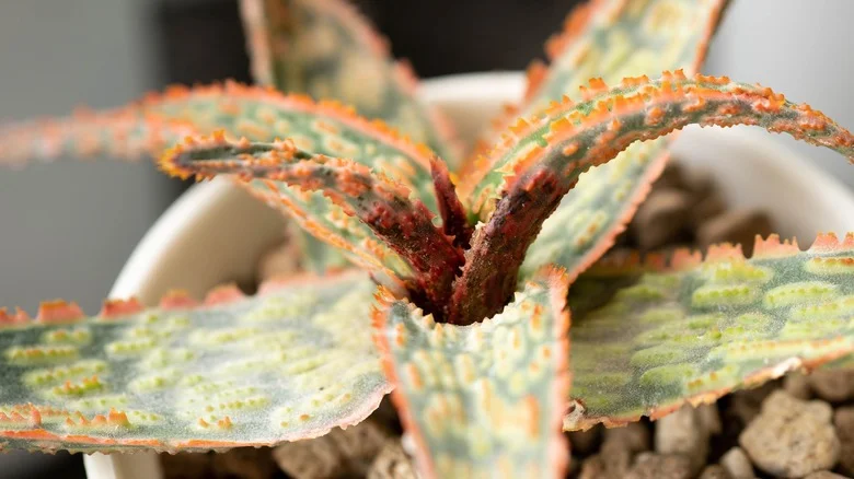 The Easiest Way To Prevent Pesky Mites From Killing Your Succulent Garden