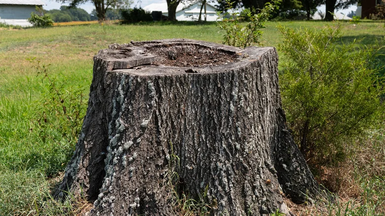 The Easiest Way To Remove A Tree Stump From Your Yard Is Already In Your Bathroom Cabinet