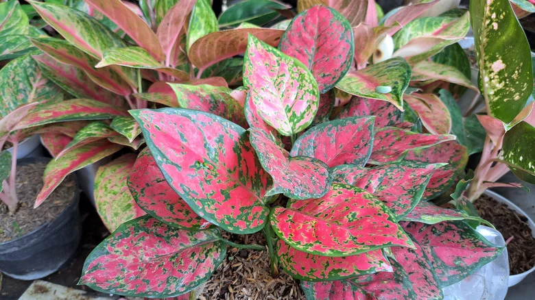 The Easiest Ways To Propagate Aglaonema For An Endless Supply Of Exotic Red Plants