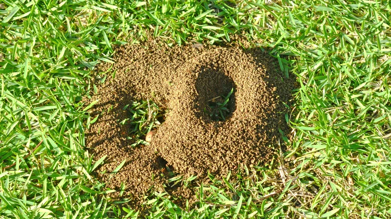 The Easy And Affordable Solution For Getting Rid Of Ant Hills In Your Yard