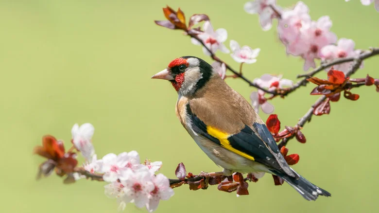 The Easy Bird Feeder You Can Make Out Of An Apple