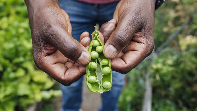 The Easy DIY Pea Trellis You Can Make On A Budget