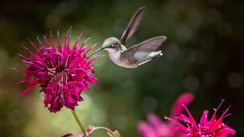 The Easy Gardening Task That’ll Bring More Colorful Hummingbirds To Your Yard