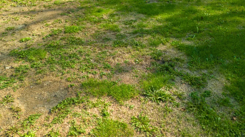 The Easy Grass Alternative To Fix Patchy Spots In Your Lawn