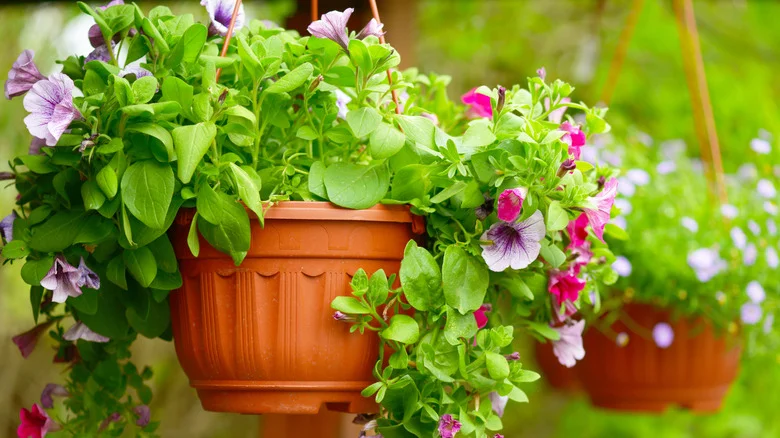 The Easy Hack That Makes Connecting Hanging Planters A Breeze